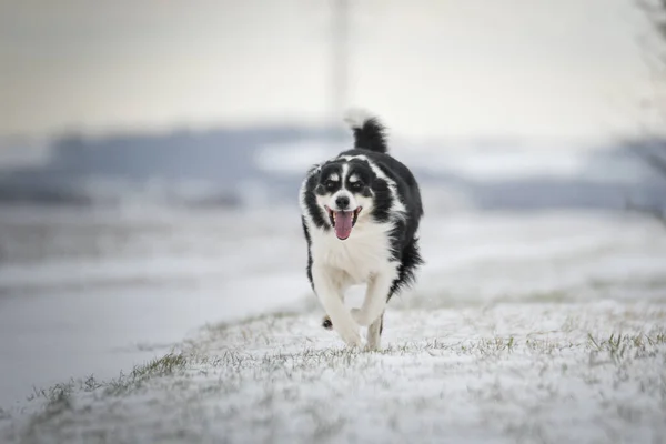 Sınır Çobanı Karda Bir Bahçede Koşuyor Karda Kış Eğlencesi — Stok fotoğraf