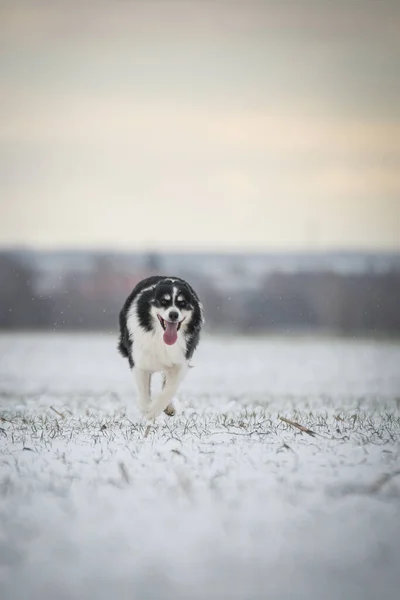 Grens Collie Loopt Door Een Tuin Sneeuw Winterplezier Sneeuw — Stockfoto