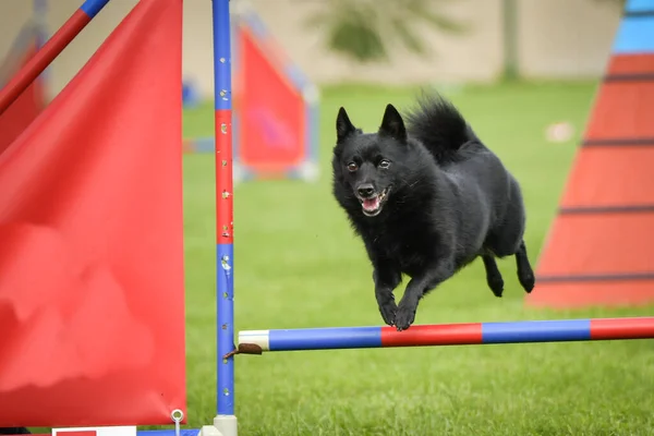 Cão Está Saltar Sobre Obstáculos Dia Incrível Treinamento Privat Agilidade — Fotografia de Stock