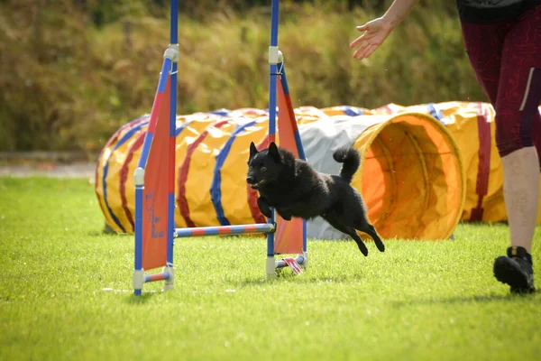 Perro Está Saltando Por Encima Los Obstáculos Increíble Día Agilidad —  Fotos de Stock