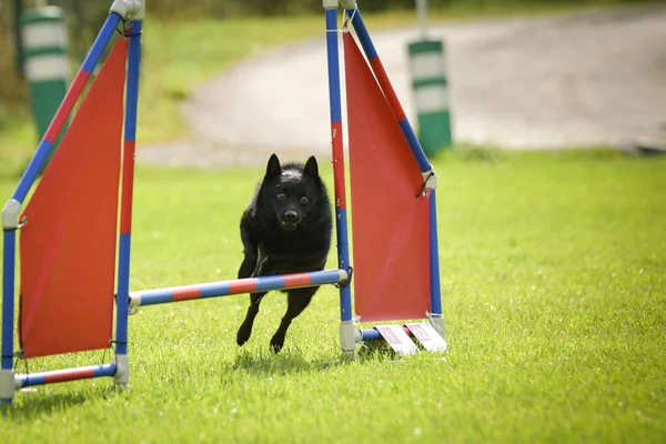 Hunden Hopper Forhindringerne Fantastisk Dag Tjekkisk Agility Privat Træning - Stock-foto