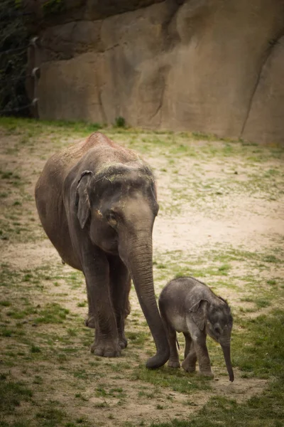 Indian elephants in the zoo habitat.  Baby elephant with its mother