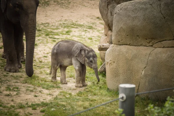 Индийские Слоны Зоопарке Слоненок Своей Матерью — стоковое фото