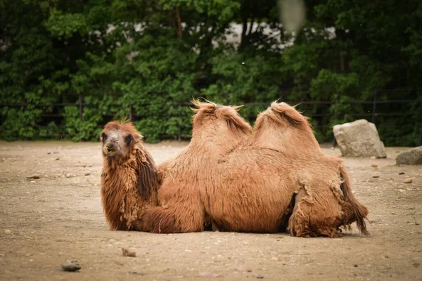 Camel Lyaing Zoo Brown Fluffy Head Amazing Animals — Stock Photo, Image