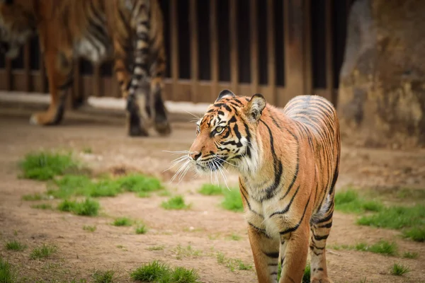 아시아 호랑이는 동물원 서식지로 이동중입니다 관리인을 기다리고 있습니다 — 스톡 사진