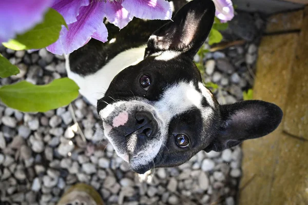 Bouledogue Français Est Assis Fleurs Collie Frontière Adulte Est Fleurs — Photo