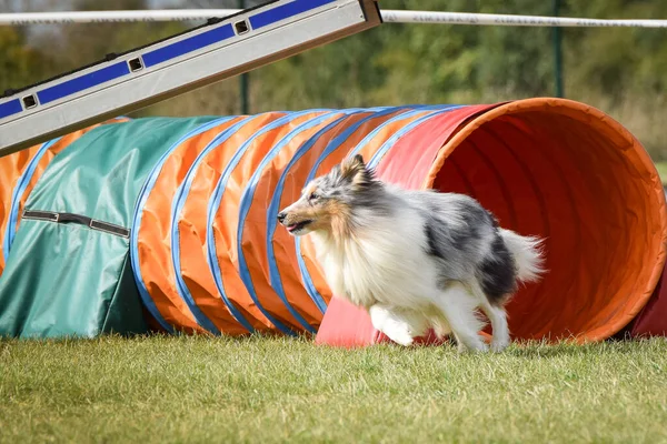 Собака Бежит Тоннеле Ловкости Удивительный Вечер Hurdle Частной Тренировкой Ловкости — стоковое фото