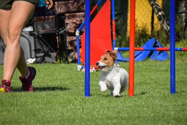 Dog Running Slalom His Agility Training Agility Summer Camp Czech — Stock Photo, Image
