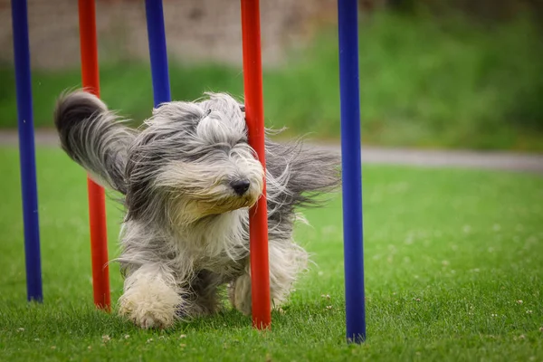 Dog Está Correndo Slalom Seu Treinamento Agilidade Agilidade Acampamento Verão — Fotografia de Stock