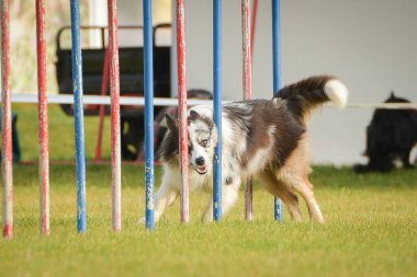 Köpek çeviklik eğitimi için slalom koşuyor yaz kampı czech slalom..