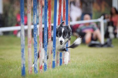 Köpek çeviklik eğitimi için slalom koşuyor yaz kampı czech slalom..