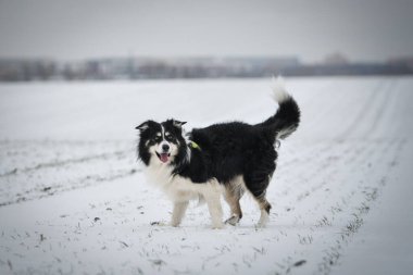 Border collie karda koşuyor. Karda kış eğlencesi.