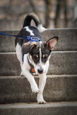 Köpek merdivenlerin tepesinden aşağı iniyor. Prag 'ın merkezinde. Çok sabırlı bir model..