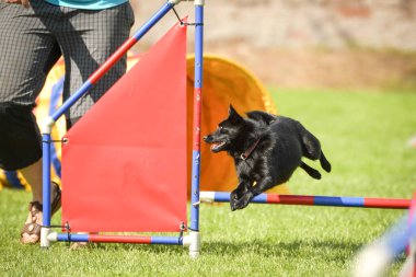 Köpek engellerin üzerinden atlıyor. Czech çeviklik özel eğitiminde harika bir gün.