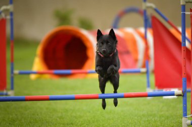 Köpek engellerin üzerinden atlıyor. Czech çeviklik özel eğitiminde harika bir gün.