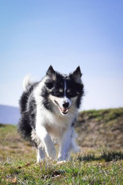 Border collie is running on the field. He is so crazy dog on trip.