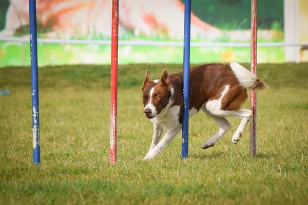 犬は敏捷性の彼の敏捷性のトレーニングでスラロームを実行していますサマーキャンプチェコ敏捷性スラローム — ストック写真