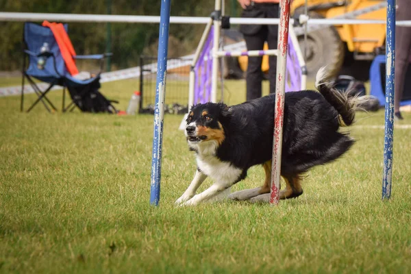 Собака Біжить Слалом Тренуваннях Спритності Літньому Таборі Чеської Спритності Слалом — стокове фото