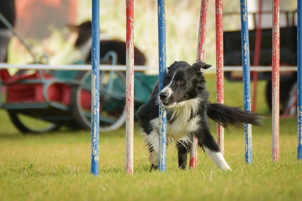 Dog Slalom Lopen Zijn Behendigheid Training Behendigheid Zomerkamp Tsjechische Behendigheid — Stockfoto