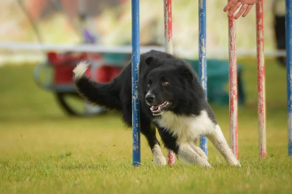 Hund Läuft Slalom Auf Seinem Agility Training Auf Agility Sommercamp — Stockfoto
