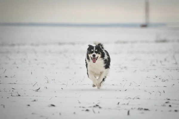 Collie Confine Sta Correndo Nella Neve Divertimento Invernale Sulla Neve — Foto Stock