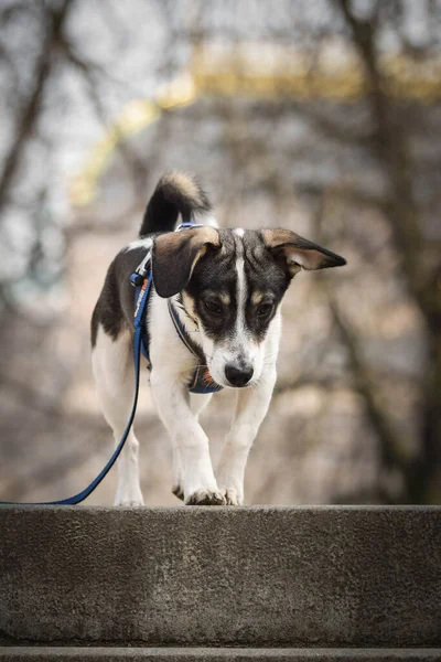 Pies Schodzi Schodów Jest Centrum Pragi Jest Taką Cierpliwą Modelką — Zdjęcie stockowe