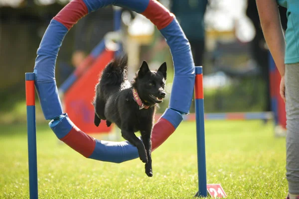 Hond Springt Band Geweldige Dag Tsjechische Behendigheid Privat Training — Stockfoto
