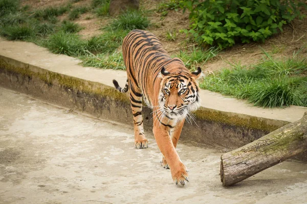 Asian Tiger Going Zoo Habitat Waiting Animal Caretaker — Stock Photo, Image