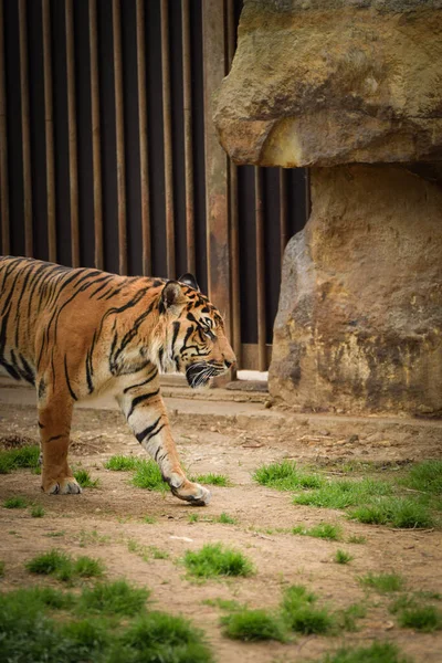 Asian Tiger Going Zoo Habitat Waiting Animal Caretaker — Stock Photo, Image