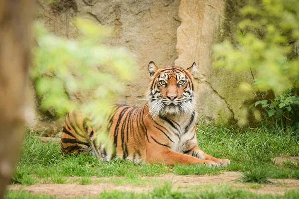 Tigre Asiático Está Tendido Hábitat Del Zoológico Está Esperando Cuidador — Foto de Stock
