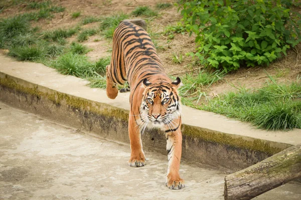 アジアのトラは動物園の生息地で起こっています 動物管理者を待ってる — ストック写真