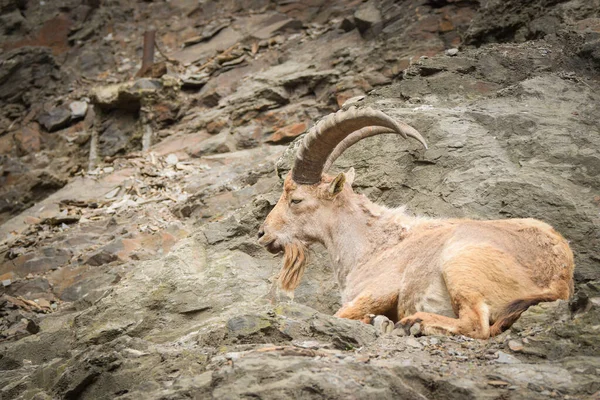 Keçi Çitin Yanındaki Hayvanat Bahçesindeki Kayanın Üzerinde Yatıyor Yaşayacak Yerleri — Stok fotoğraf