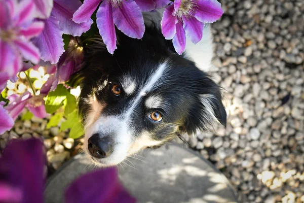 Uśmiechnięty Obcokrajowiec Kwiatach Dorosły Graniczny Collie Jest Kwiatach Ogrodzie Taką — Zdjęcie stockowe