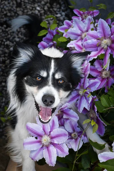 Uśmiechnięty Obcokrajowiec Kwiatach Dorosły Graniczny Collie Jest Kwiatach Ogrodzie Taką — Zdjęcie stockowe