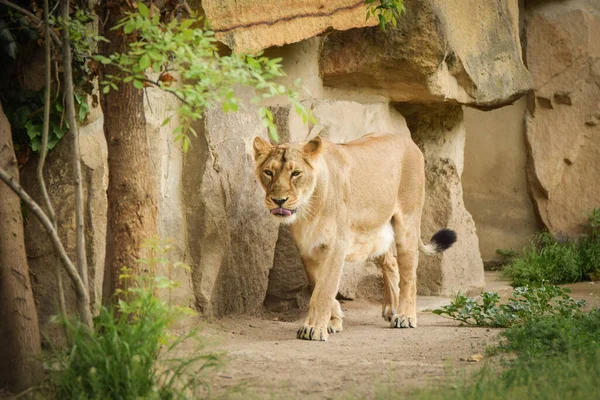 Lew Zoologiczny Środowisko Czeski Republika Portret Pięknego Lwa Środowisku Zoologicznym Zdjęcia Stockowe bez tantiem