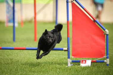 Köpek engellerin üzerinden atlıyor. Czech çeviklik özel eğitiminde harika bir gün.