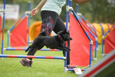 Köpek engellerin üzerinden atlıyor. Czech çeviklik özel eğitiminde harika bir gün.