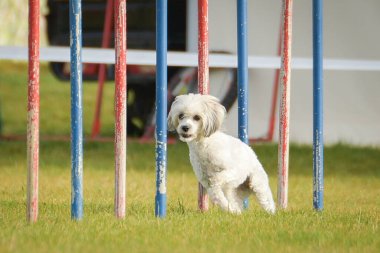 Köpek çeviklik eğitimi için slalom koşuyor yaz kampı czech slalom..