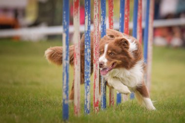 Köpek çeviklik eğitimi için slalom koşuyor yaz kampı czech slalom..