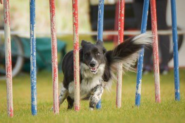 Köpek çeviklik eğitimi için slalom koşuyor yaz kampı czech slalom..