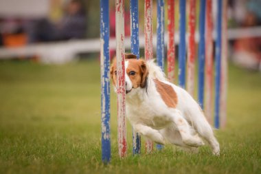 Köpek çeviklik eğitimi için slalom koşuyor yaz kampı czech slalom..