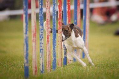 Köpek çeviklik eğitimi için slalom koşuyor yaz kampı czech slalom..