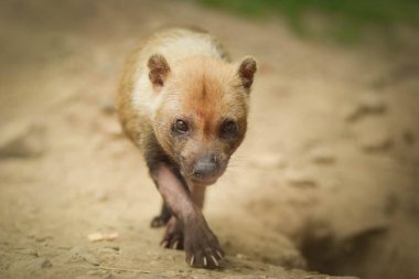 Czech hayvanat bahçesindeki habitatta orman köpeği. Orman köpeği tutsak bir hayvandır.