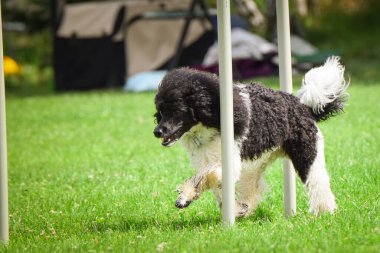 Köpek çeviklik eğitimi için slalom koşuyor yaz kampı czech slalom..
