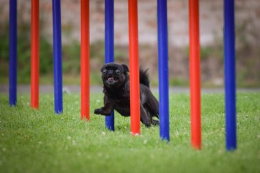 Köpek çeviklik eğitimi için slalom koşuyor yaz kampı czech slalom..