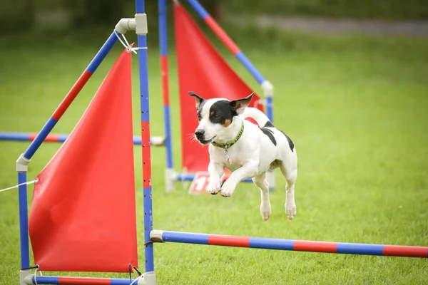 Dog Jumping Hurdles Amazing Day Czech Agility Privat Training — Stock Photo, Image