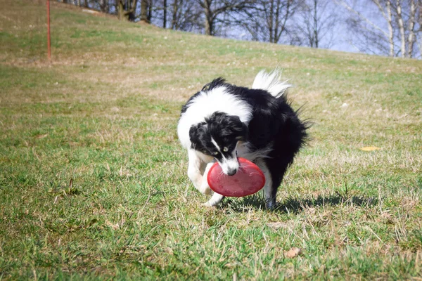 Dog Running Frisbee Frisbee Competition Dog Want Something Can Fly — Stock Photo, Image