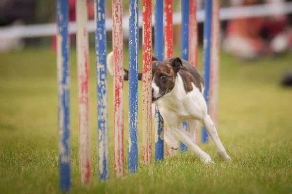 Köpek çeviklik eğitimi için slalom koşuyor yaz kampı czech slalom..