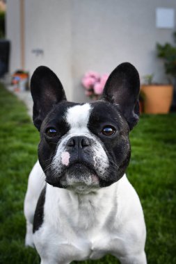 Fransız buldogu çiçeklerin içinde oturuyor. Yetişkin sınır köpeği bahçedeki çiçeklerde. Çok komik bir yüzü var..