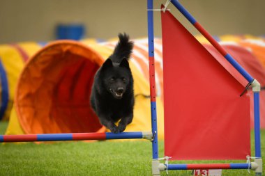 Köpek engellerin üzerinden atlıyor. Czech çeviklik özel eğitiminde harika bir gün.